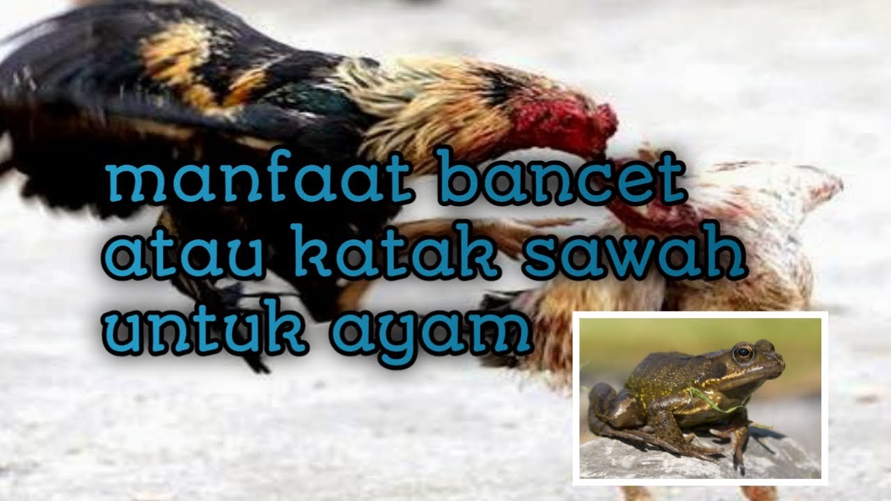 Detail Gambar Bagus Katak Ayam Nomer 52