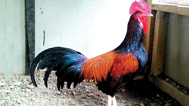 Detail Gambar Bagus Katak Ayam Nomer 54