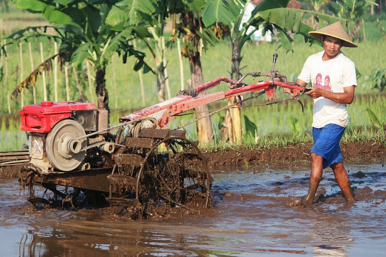 Detail Gambar Bajak Sawah Nomer 2