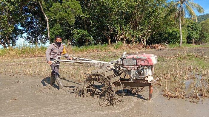 Detail Gambar Bajak Sawah Nomer 18