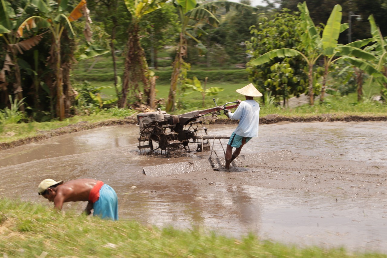 Detail Gambar Bajak Sawah Nomer 27