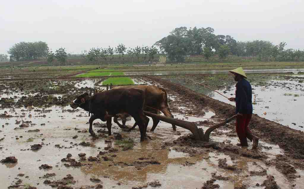 Detail Gambar Bajak Sawah Nomer 30