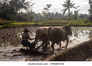 Detail Gambar Bajak Sawah Nomer 36