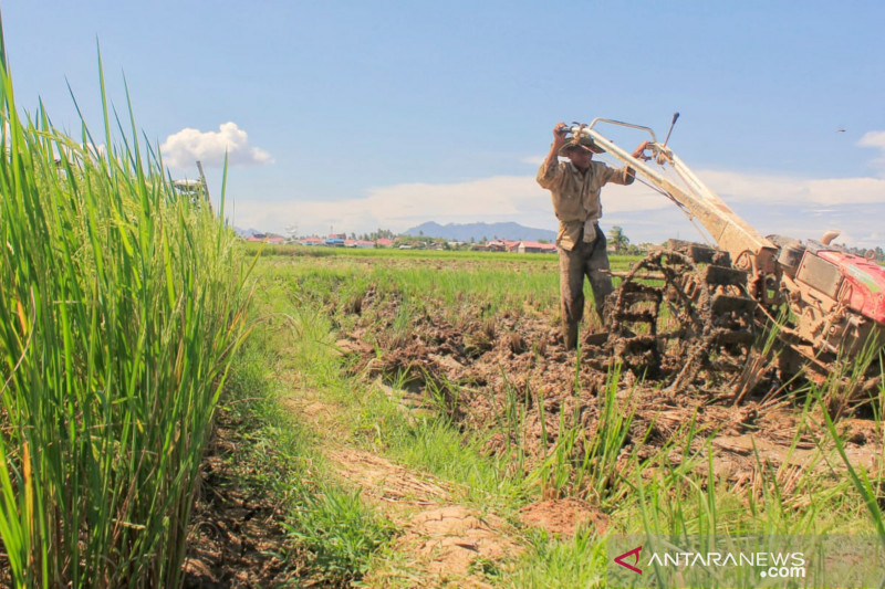 Detail Gambar Bajak Sawah Nomer 53