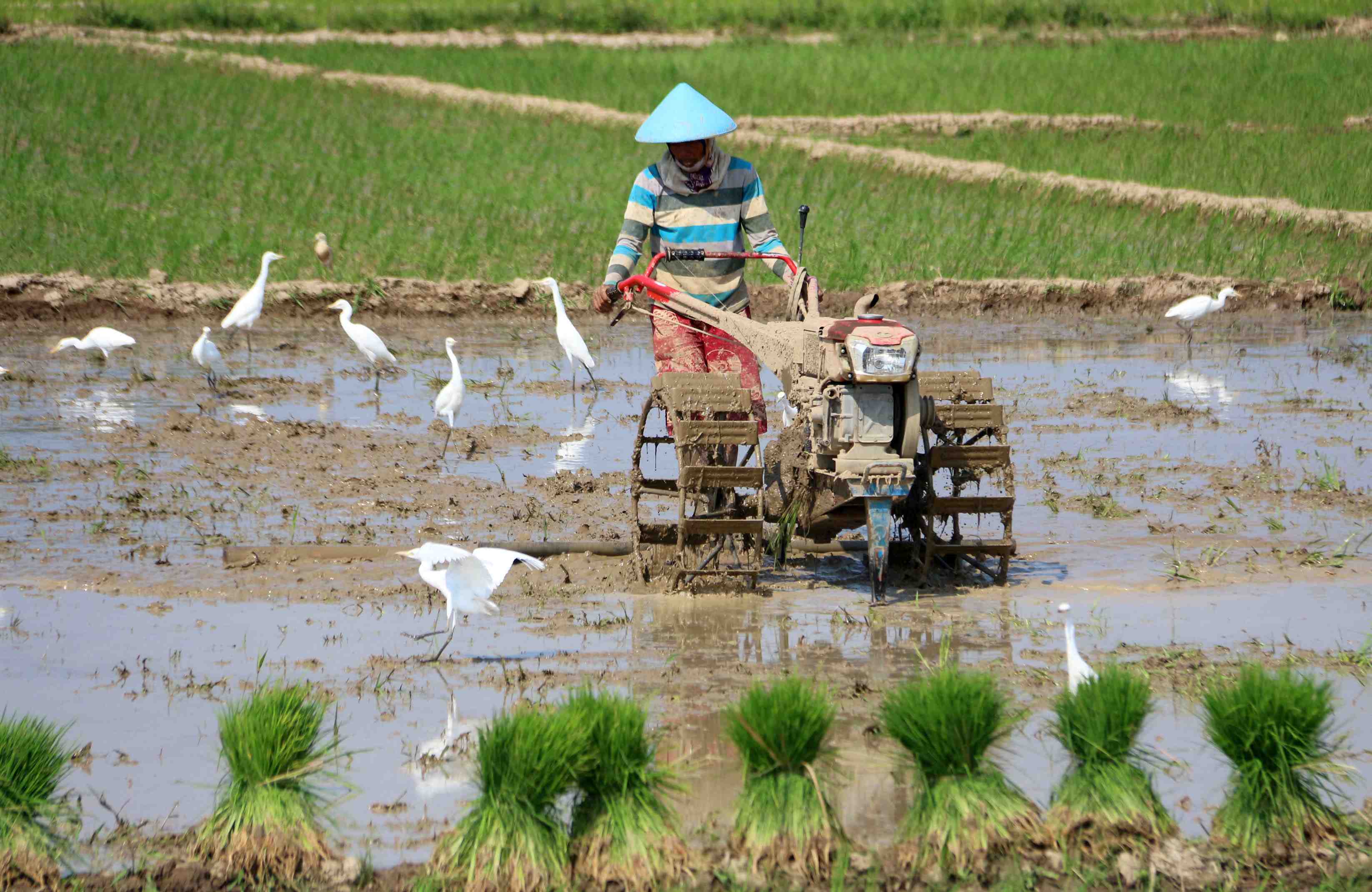 Detail Gambar Bajak Sawah Nomer 7