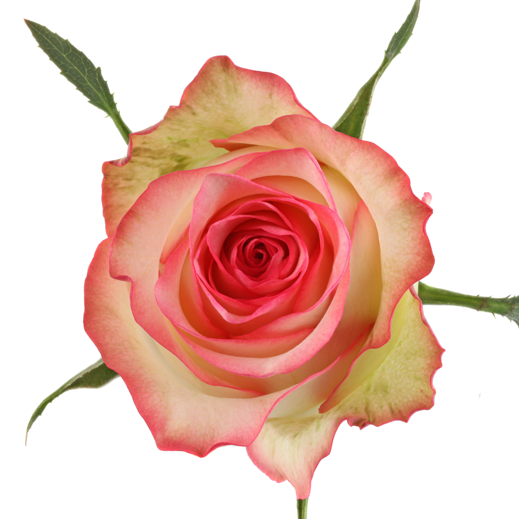 Detail Rose Charmant Nomer 2