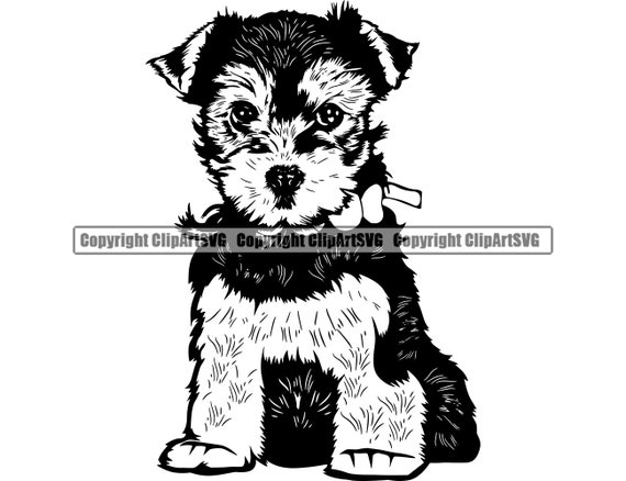 Detail Yorkshire Terrier Chihuahua Nomer 8