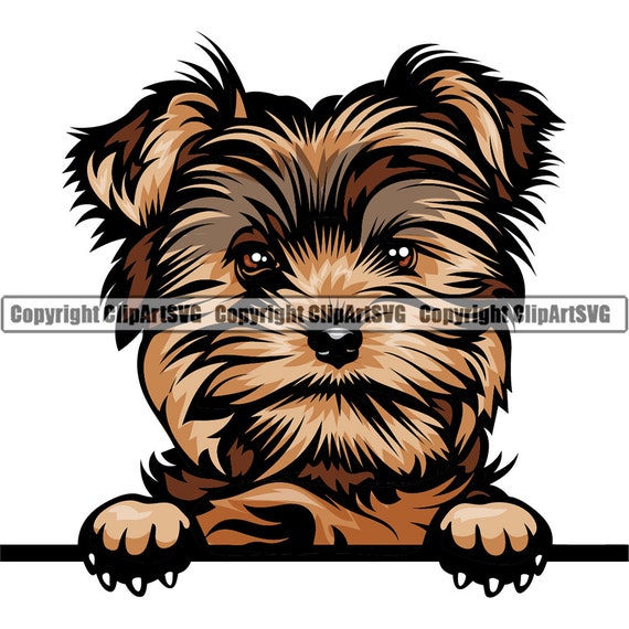 Detail Yorkshire Terrier Chihuahua Nomer 2