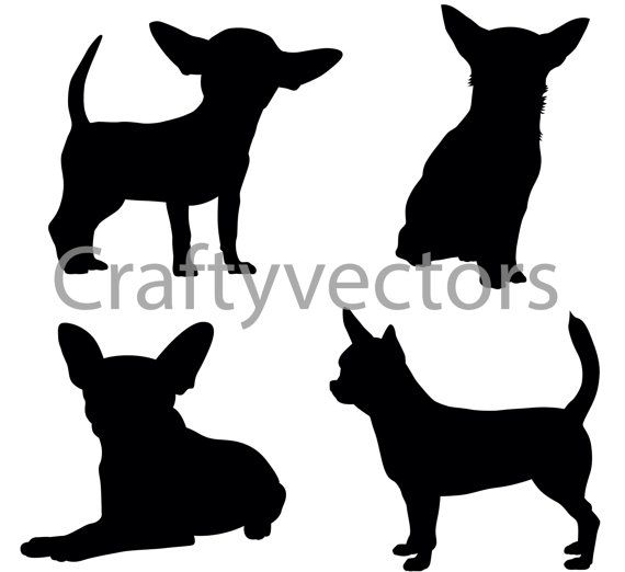 Detail Yorkshire Terrier Chihuahua Nomer 14