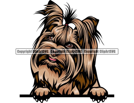 Detail Yorkshire Terrier Chihuahua Nomer 6