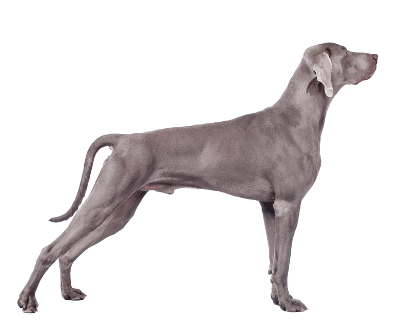 Detail Blue Weimaraner Australia Nomer 23