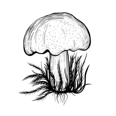 Detail Essbarer Pilz Nomer 2