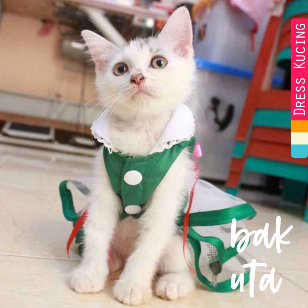 Detail Gambar Baju Kucing Anggora Nomer 15