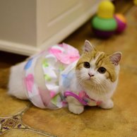 Detail Gambar Baju Kucing Anggora Nomer 22