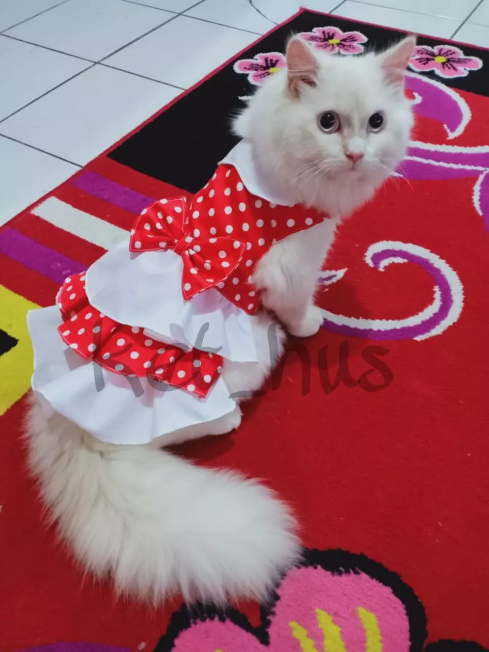 Detail Gambar Baju Kucing Anggora Nomer 6