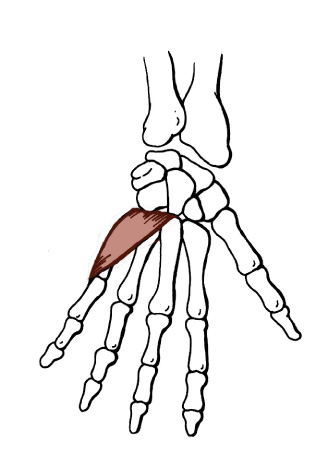 Detail Musculus Abductor Pollicis Brevis Nomer 21