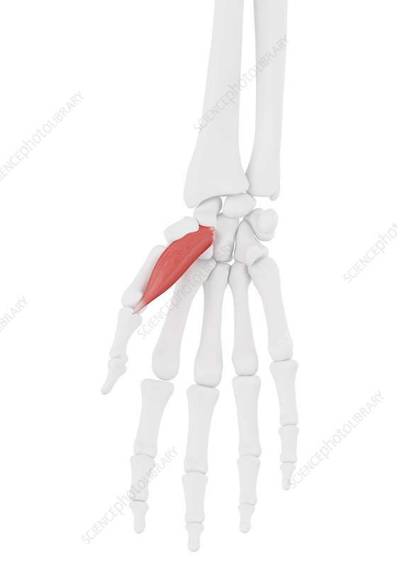Detail Musculus Abductor Pollicis Brevis Nomer 8