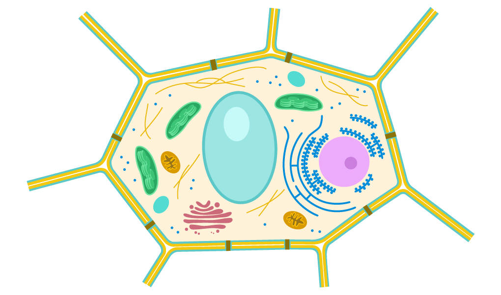 Detail Beschriftung Bakterienzelle Nomer 12