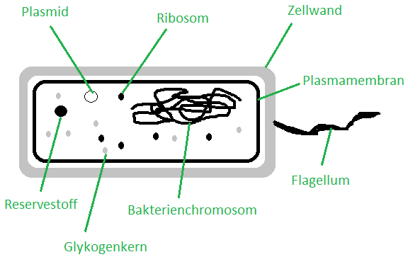 Beschriftung Bakterienzelle - KibrisPDR