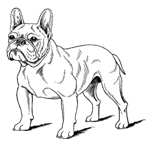 Detail Bulldogge Zeichnung Nomer 6