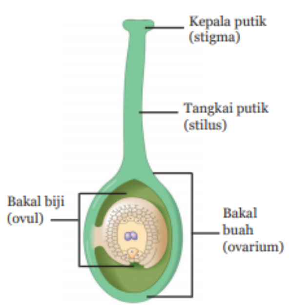 Detail Gambar Bakal Buah Nomer 18