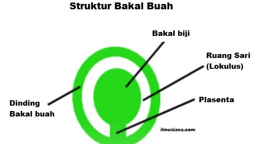 Detail Gambar Bakal Buah Nomer 4