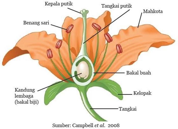 Detail Gambar Bakal Buah Nomer 5