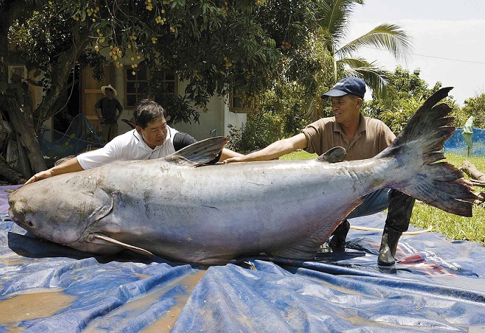 Detail Gambar Bakar Ikan Lucu Nomer 35