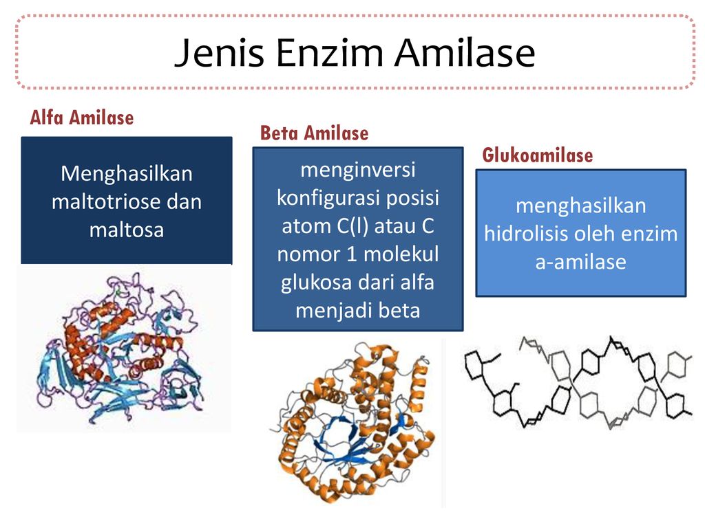Detail Gambar Bakteri Amilolitik Ppt Nomer 8