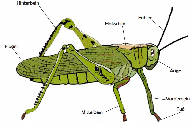 Detail Heuschrecken Bilder Nomer 18