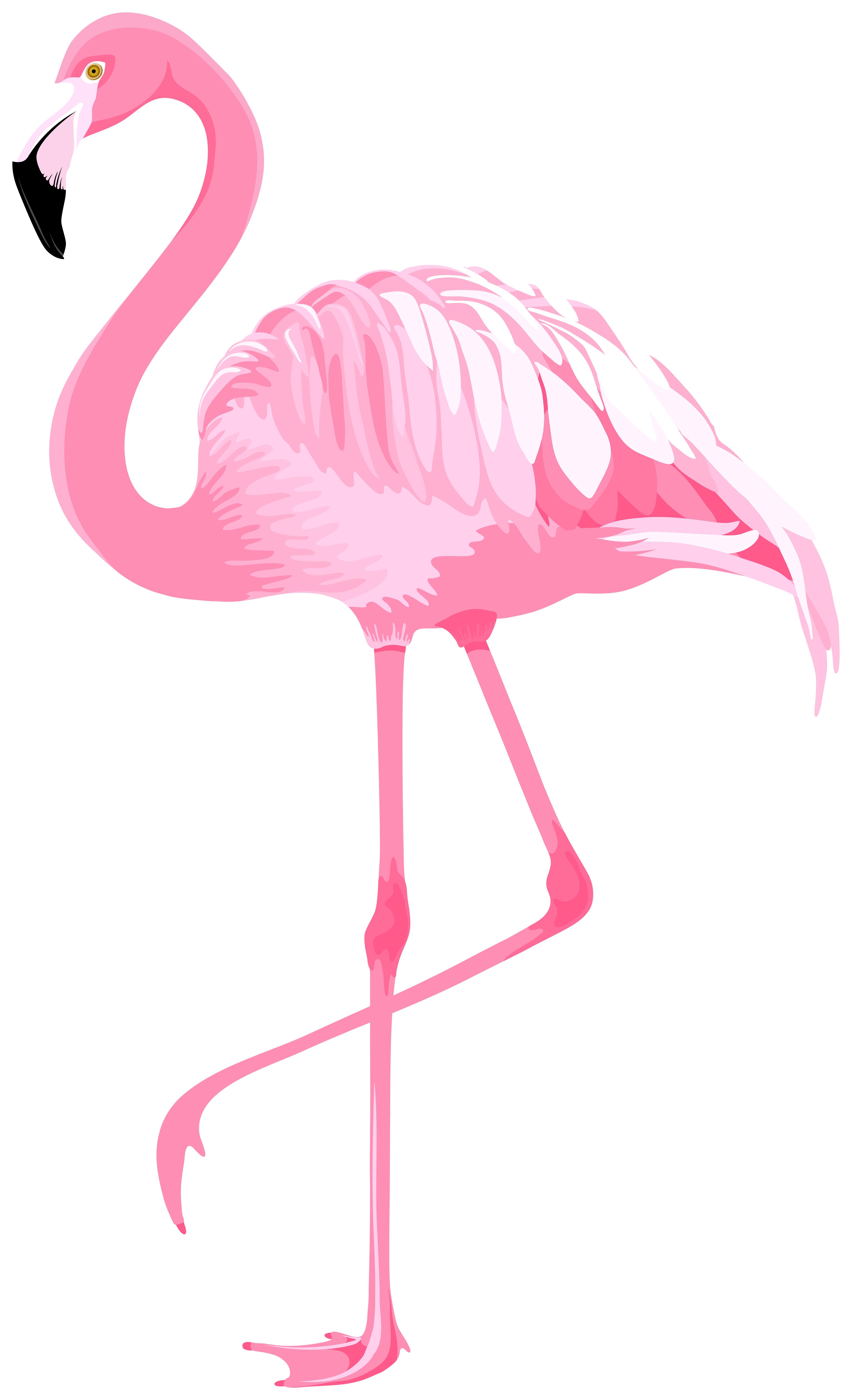 Flamingo Flamingo - KibrisPDR
