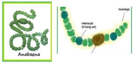 Detail Gambar Bakteri Cyanobacteria Nomer 10