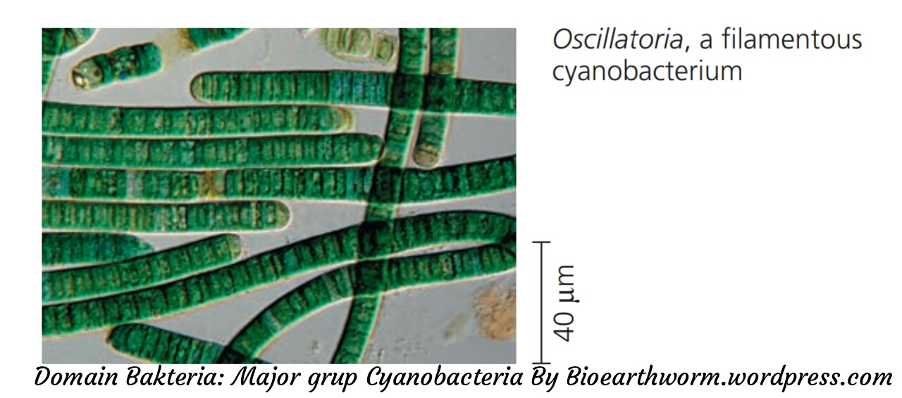 Detail Gambar Bakteri Cyanobacteria Nomer 21