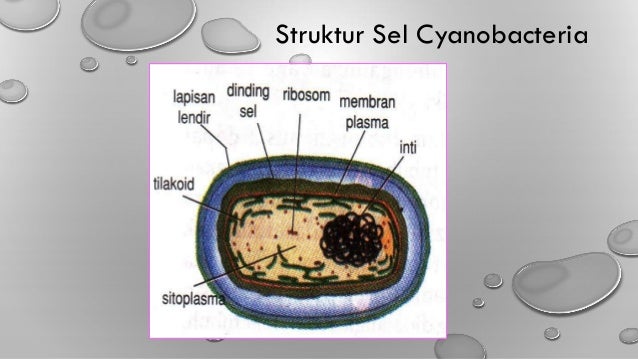 Detail Gambar Bakteri Cyanobacteria Nomer 34