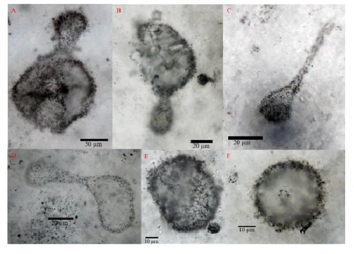 Detail Gambar Bakteri Cyanobacteria Nomer 35