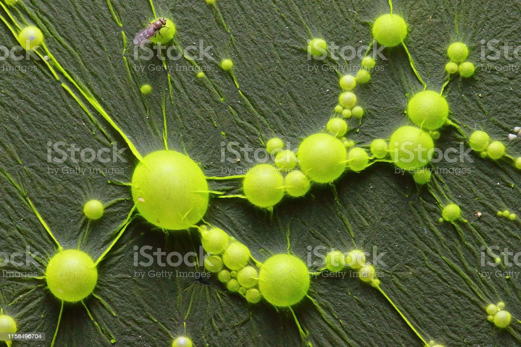 Detail Gambar Bakteri Cyanobacteria Nomer 38