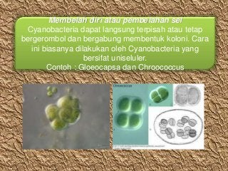 Detail Gambar Bakteri Cyanobacteria Nomer 39