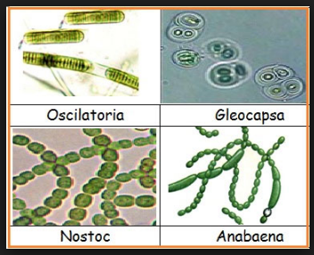 Detail Gambar Bakteri Cyanobacteria Nomer 42