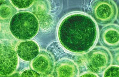Detail Gambar Bakteri Cyanobacteria Nomer 46