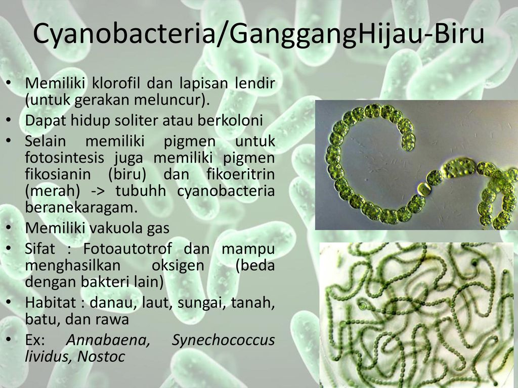 Detail Gambar Bakteri Cyanobacteria Nomer 48