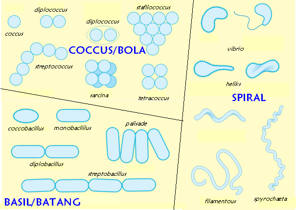 Detail Gambar Bakteri Cyanobacteria Nomer 50