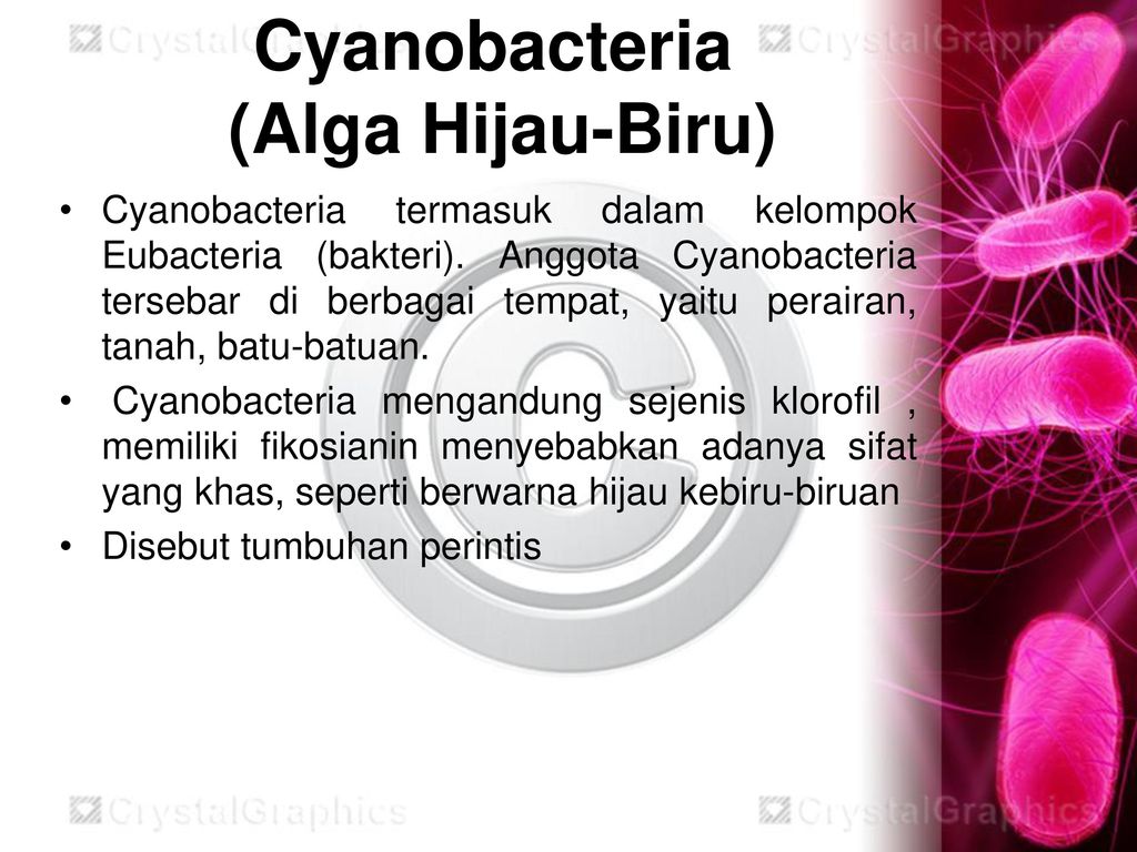Detail Gambar Bakteri Cyanobacteria Nomer 51
