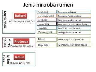 Detail Gambar Bakteri Dalam Rumen Nomer 32