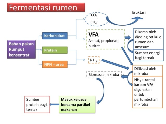 Detail Gambar Bakteri Dalam Rumen Nomer 42