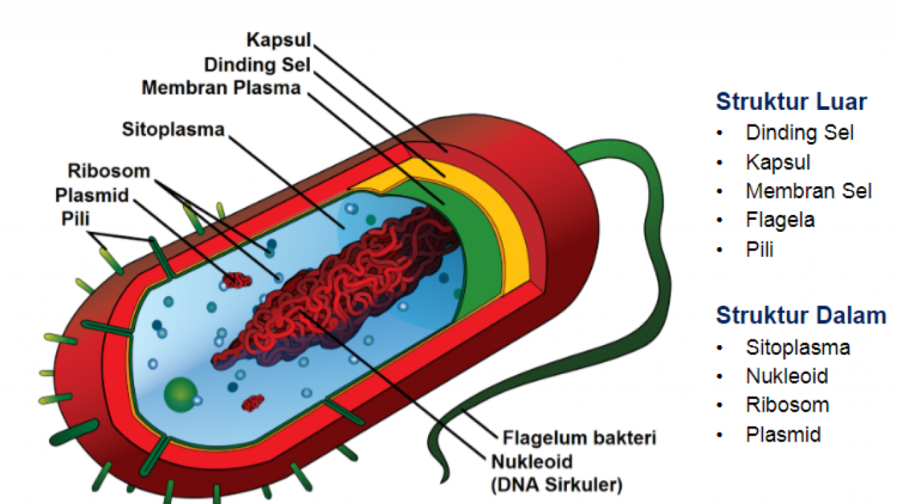 Gambar Bakteri Dan Bagiannya - KibrisPDR