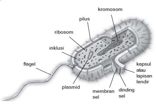 Detail Gambar Bakteri Dan Bagiannya Nomer 2