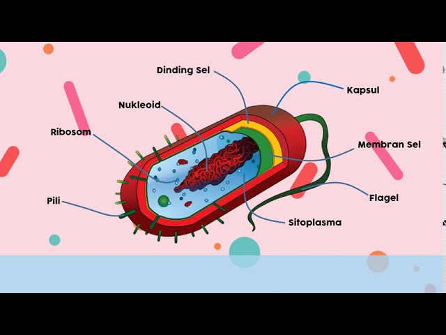 Detail Gambar Bakteri Dan Bagiannya Nomer 11