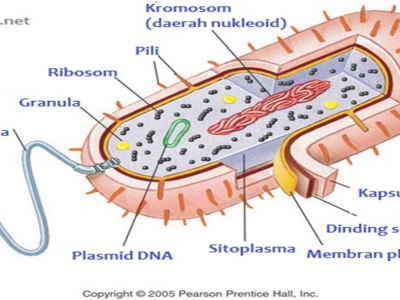 Detail Gambar Bakteri Dan Bagiannya Nomer 14