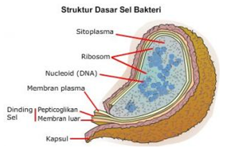 Detail Gambar Bakteri Dan Bagiannya Nomer 18