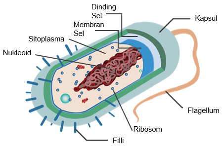 Detail Gambar Bakteri Dan Bagiannya Nomer 20